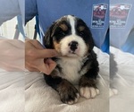 Small Photo #6 Bernese Mountain Dog Puppy For Sale in BERLIN, NJ, USA