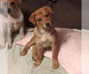 Mutt Dogs for adoption in FAIRLAWN, OH, USA