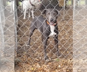 Blue Lacy Puppy for sale in MULBERRY, FL, USA