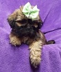 Small Photo #6 Lhasa Apso Puppy For Sale in BUFFALO, MO, USA