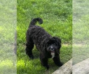 Cavachon Puppy for sale in OLYMPIA, WA, USA