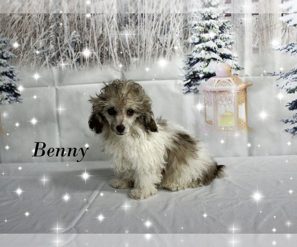 Medium Photo #27 Poodle (Toy) Puppy For Sale in CHANUTE, KS, USA