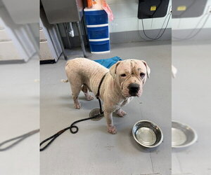 American Pit Bull Terrier-Unknown Mix Dogs for adoption in Corpus Christi, TX, USA