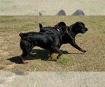 Small Photo #2 Rottweiler Puppy For Sale in PENSACOLA, FL, USA