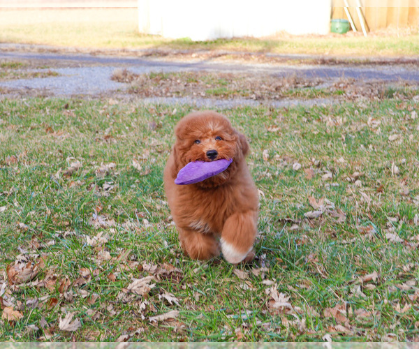 Medium Photo #24 Goldendoodle Puppy For Sale in SYRACUSE, IN, USA