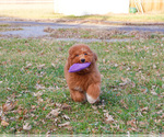Small #23 Goldendoodle