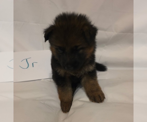 Medium Photo #8 German Shepherd Dog Puppy For Sale in ARLINGTON, TX, USA