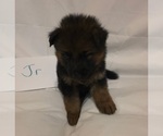 Small #7 German Shepherd Dog