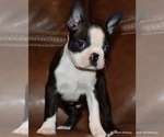 Small Photo #19 Boston Terrier Puppy For Sale in WINNSBORO, TX, USA