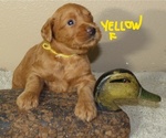 Puppy 3 Labradoodle
