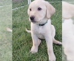 Small Labrador Retriever