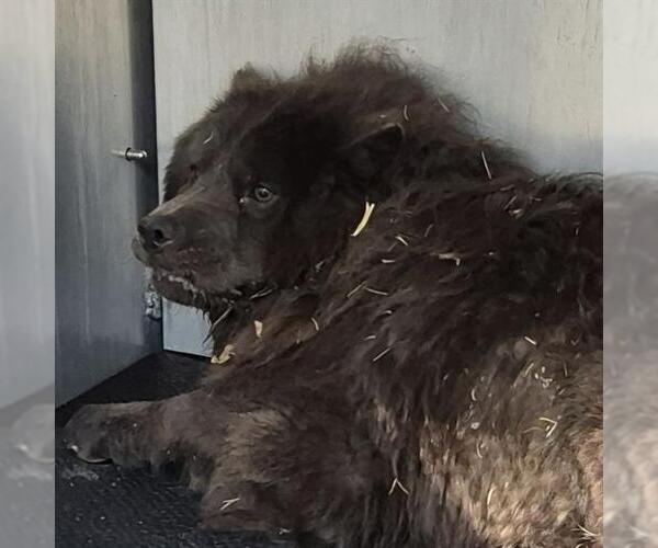 Medium Photo #1 Chow Chow Puppy For Sale in San Antonio, TX, USA