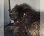 Small Chow Chow