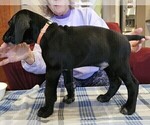 Small Photo #62 German Shorthaired Pointer Puppy For Sale in MCKINNEY, TX, USA