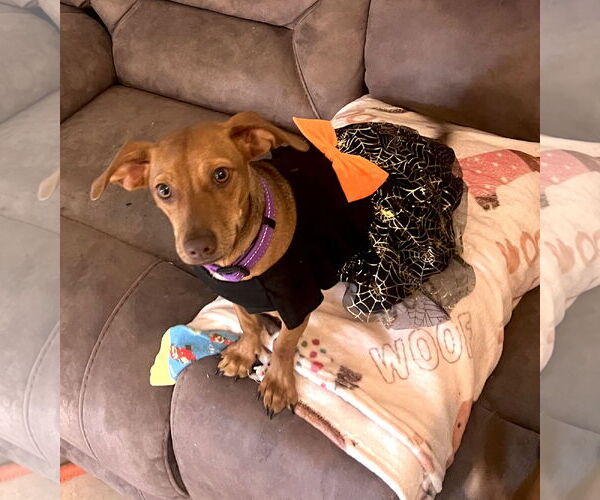 Medium Photo #5 Chiweenie Puppy For Sale in Valrico, FL, USA