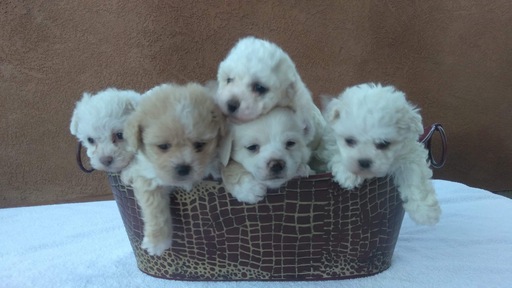Medium Photo #1 Poochon Puppy For Sale in KEYES, CA, USA