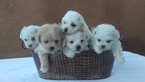 Small Photo #1 Poochon Puppy For Sale in KEYES, CA, USA
