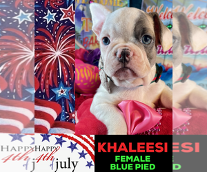 French Bulldog Puppy for sale in HEATHROW, FL, USA