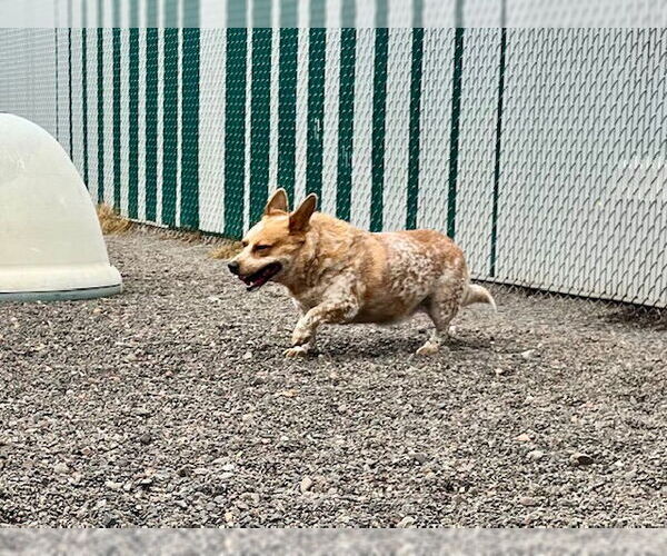 Medium Photo #1 Pembroke Welsh Corgi-Unknown Mix Puppy For Sale in Webster, WI, USA