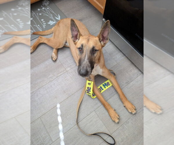 Medium Photo #1 Bull Terrier-Unknown Mix Puppy For Sale in Las Vegas, NV, USA