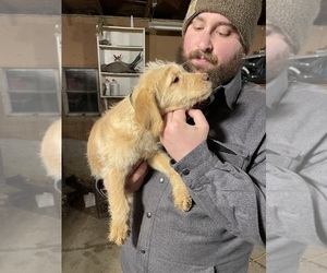 Goldendoodle-Labrador Retriever Mix Dog for Adoption in CANTON, Illinois USA