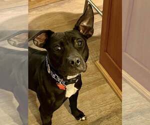 Labrador Retriever-Unknown Mix Dogs for adoption in Mount Laurel, NJ, USA