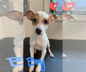 Fox Terrier (Smooth) Puppy for sale in CLARE, IL, USA