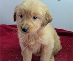 Puppy Molly Golden Retriever