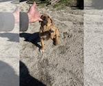 Small Photo #117 Rhodesian Ridgeback Puppy For Sale in MORONGO VALLEY, CA, USA
