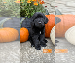 Golden Mountain Doodle  Puppy for sale in ROANOKE, IN, USA