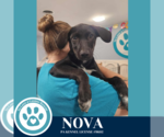 Small #1 Labrador Retriever Mix