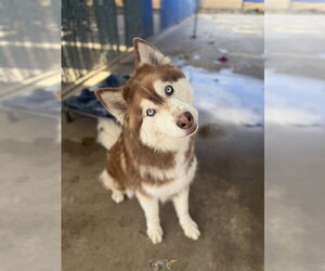 Siberian Husky Dogs for adoption in Chula Vista, CA, USA