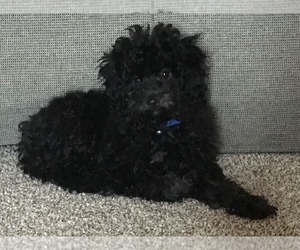 Poodle (Miniature) Puppy for sale in BAY CITY, MI, USA