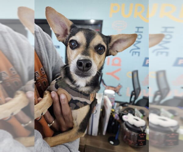 Medium Photo #1 Chihuahua-Unknown Mix Puppy For Sale in Temple, TX, USA