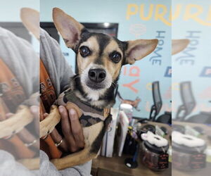 Chihuahua-Unknown Mix Dogs for adoption in Temple, TX, USA