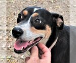 Small Catahoula Leopard Dog Mix