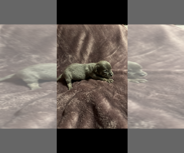 Medium Photo #12 Chihuahua Puppy For Sale in DALLAS, TX, USA