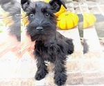 Small #2 Schnauzer (Miniature)