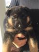 Small Photo #2 German Shepherd Dog Puppy For Sale in PORTERVILLE, CA, USA