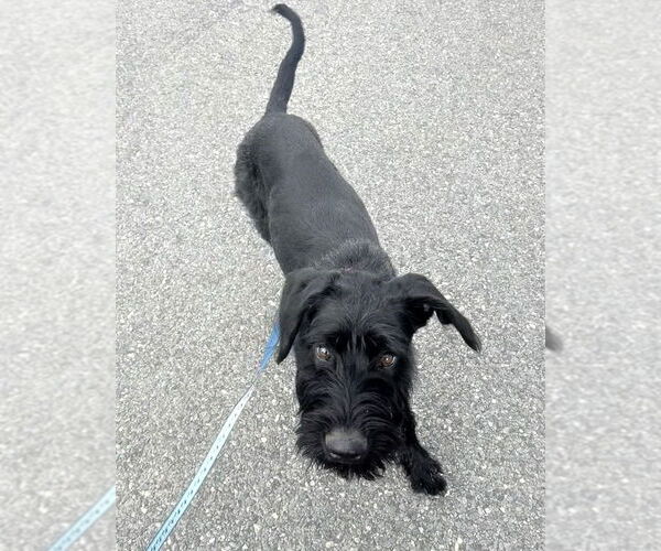 Medium Photo #7 GIANT SCHNAUZER -German Shorthaired Pointer Mix Puppy For Sale in Oak Bluffs, MA, USA
