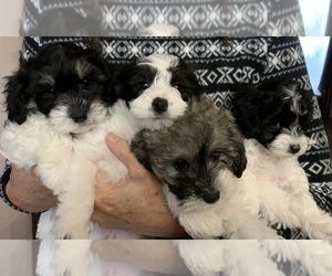 Schnoodle (Miniature) Puppy for sale in ALBANY, OR, USA