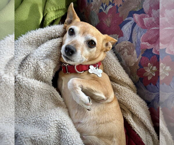 Medium Photo #12 Rat Terrier-Unknown Mix Puppy For Sale in Atlanta, GA, USA