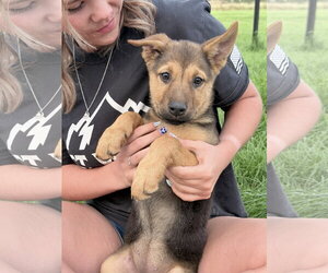 German Shepherd Dog Dogs for adoption in MIDWAY, UT, USA