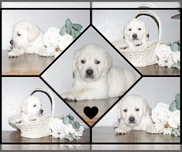 Medium Photo #15 English Cream Golden Retriever-Labrador Retriever Mix Puppy For Sale in FORT COLLINS, CO, USA