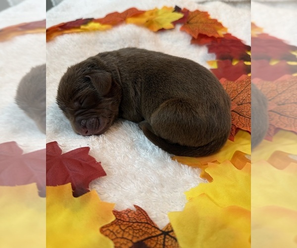 Medium Photo #3 Labrador Retriever Puppy For Sale in FORT LAUDERDALE, FL, USA