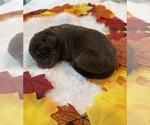 Sun - Female Labrador Retriever Puppy for Sale - Photo #3