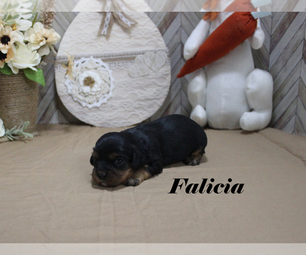 Medium Photo #18 Cavalier King Charles Spaniel Puppy For Sale in CHANUTE, KS, USA