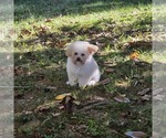 Philip Cheese S - Male Poodle (Toy) Puppy for Sale - Photo #4