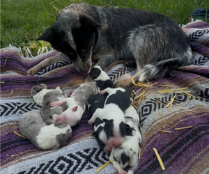 Texas Heeler Litter for sale in CONGERVILLE, IL, USA