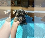 Small #6 Yorkshire Terrier